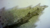 A photograph of the species Atrichum undulatum, not of this specimen