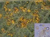 A photograph of the species Melampsora abietis-caprearum, not of this specimen