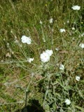 A photograph of the species Spergularia salina, not of this specimen