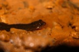 A photograph of the species Desmognathus fuscus, not of this specimen