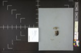 A photograph of the species Auricularia auricula, not of this specimen