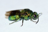 A photograph of the species Holopyga ventralis, not of this specimen