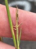 A photograph of the species Sporobolus vaginiflorus, not of this specimen