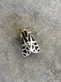 A photograph of the species Apantesis Walker, not of this specimen