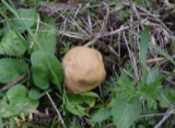 A photograph of the species Bovista aestivalis, not of this specimen