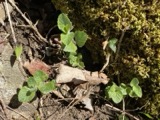 A photograph of the species Mentha arvensis, not of this specimen