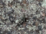 A photograph of the species Spharagemon saxatile, not of this specimen