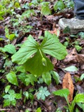 A photograph of the species Trillium flexipes, not of this specimen