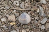 A photograph of the species Obovaria subrotunda, not of this specimen