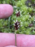A photograph of the species Luzula multiflora, not of this specimen