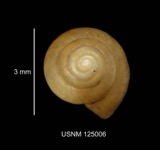 A photograph of the species Pyrgulopsis lustrica, not of this specimen