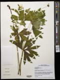 A photograph of the species Anemone canadensis, not of this specimen
