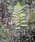 A photograph of the species Anchistea virginica, not of this specimen