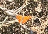 A photograph of the species Polygonia interrogationis, not of this specimen