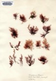 A photograph of the species Polysiphonia fibrata, not of this specimen