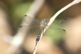 A photograph of the species Pachydiplax longipennis, not of this specimen