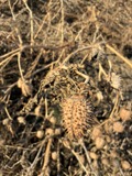 A photograph of the species Datura stramonium, not of this specimen