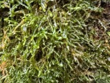 A photograph of the species Homalia trichomanoides, not of this specimen