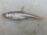 A photograph of the species Opsopoeodus emiliae, not of this specimen