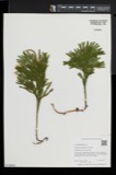 A photograph of the species Lycopodium obscurum, not of this specimen