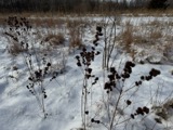 A photograph of the species Lespedeza capitata, not of this specimen