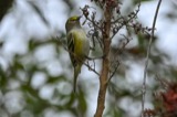A photograph of the species Vireo griseus, not of this specimen