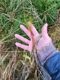 A photograph of the species Polytrichum commune, not of this specimen