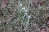 A photograph of the species Antennaria neglecta, not of this specimen