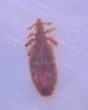 A photograph of the species Solenopotes capillatus, not of this specimen