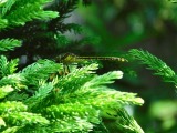 A photograph of the species Dromogomphus spinosus, not of this specimen