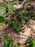 A photograph of the species Circaea alpina, not of this specimen