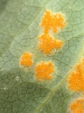 A photograph of the species Puccinia podophylli, not of this specimen