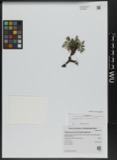 A photograph of the species Taraxacum laevigatum, not of this specimen