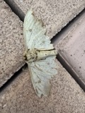 A photograph of the species Eacles imperialis, not of this specimen