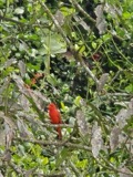 A photograph of the species Piranga rubra, not of this specimen