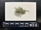 A photograph of the species Usnea strigosella, not of this specimen
