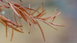 A photograph of the species Salix exigua, not of this specimen