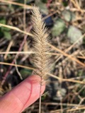 A photograph of the species Setaria viridis, not of this specimen