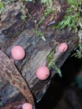 A photograph of the species Lycogala Adanson, not of this specimen