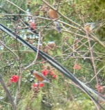 A photograph of the species Turdus migratorius, not of this specimen