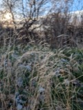 A photograph of the species Bromus tectorum, not of this specimen
