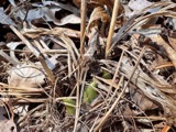 A photograph of the species Cypripedium acaule, not of this specimen