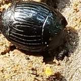 A photograph of the species Hister abbreviatus, not of this specimen