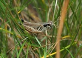 A photograph of the species Melanoplus borealis, not of this specimen