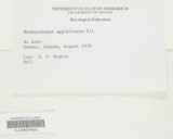 A photograph of the species Hymenochaete agglutinans, not of this specimen