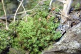 A photograph of the species Bartramia pomiformis, not of this specimen