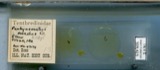 A photograph of the species Pachynematus kirbyi, not of this specimen