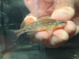 A photograph of the species Etheostoma spectabile, not of this specimen