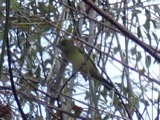 A photograph of the species Piranga olivacea, not of this specimen