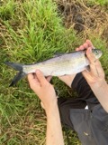 A photograph of the species Alosa mediocris, not of this specimen